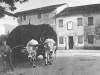 Vita rurale a Riese con la Casa Natale di San Pio X sullo sfondo